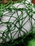 дель узл. 187*2 12мм h=250яч/6м SPIDER (уп. 20 кг) зел.